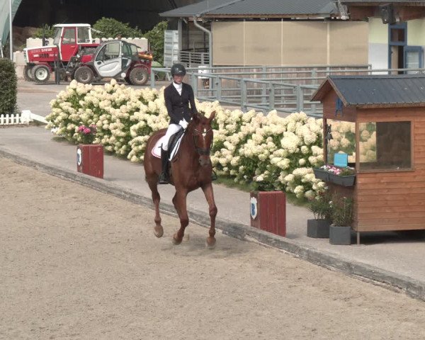 Reitturnier Gerasdorf bei Wien 2023