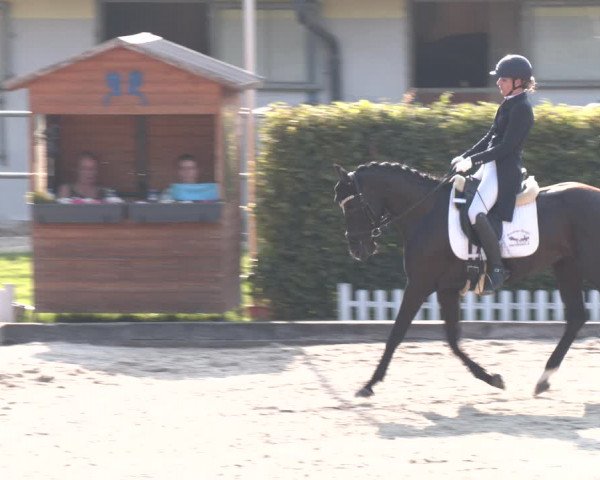 Reitturnier Gerasdorf bei Wien 2023