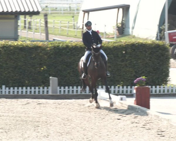 Reitturnier Gerasdorf bei Wien 2023