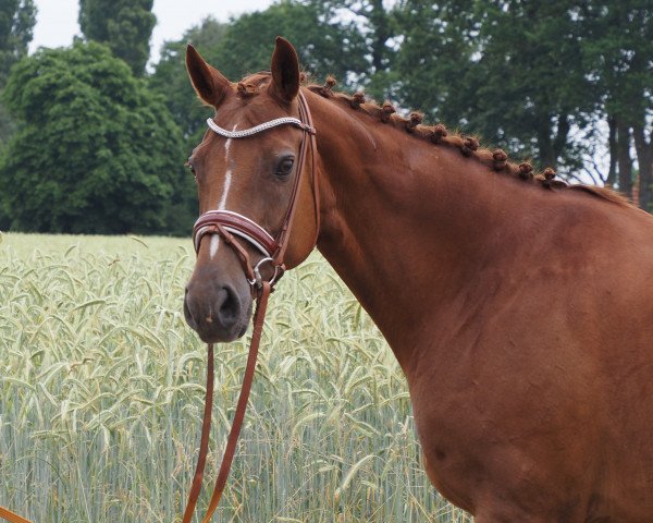 broodmare Curly Sue (Oldenburg, 2010, from DSP Cashmoaker)