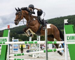 Springpferd Casimir 172 (Deutsches Sportpferd, 2011, von Casdorff)