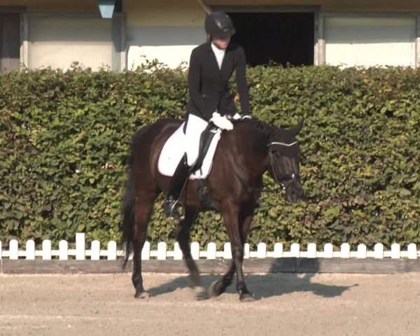 Reitturnier Gerasdorf bei Wien 2023
