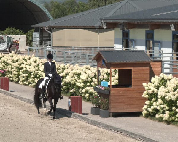 Reitturnier Gerasdorf bei Wien 2023