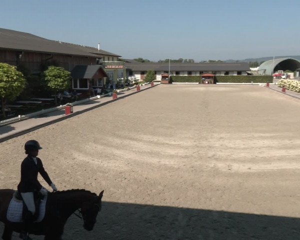 Reitturnier Gerasdorf bei Wien 2023