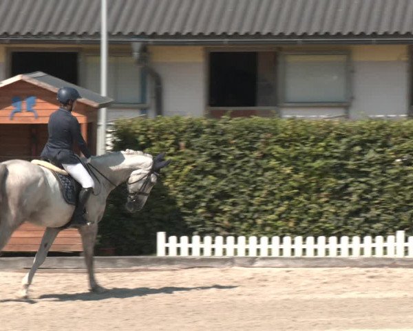 Reitturnier Gerasdorf bei Wien 2023
