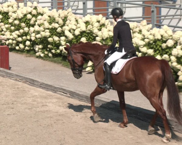 Reitturnier Gerasdorf bei Wien 2023