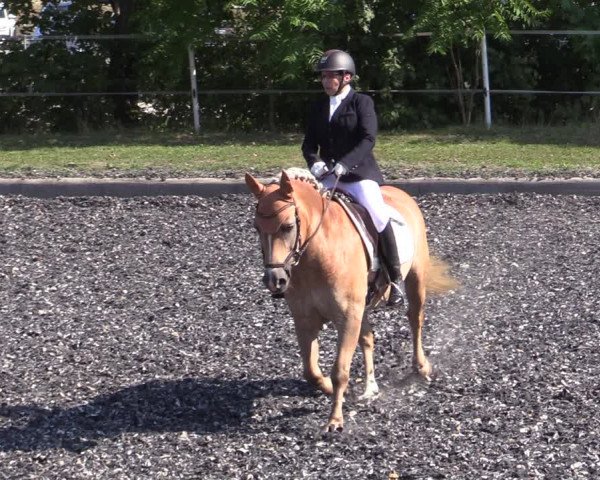 Reitturnier Gerasdorf bei Wien 2023