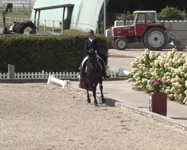 Reitturnier Gerasdorf bei Wien 2023