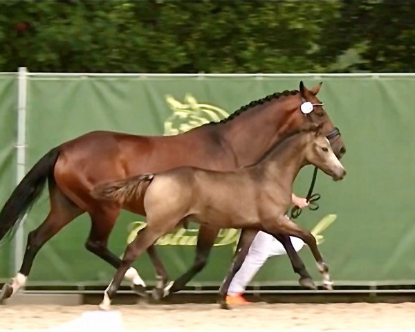 horse Gold Garant's Cappuccino (German Riding Pony, 2023, from Gold Garant)