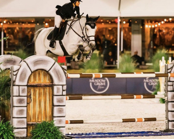 jumper My Ferrari (Oldenburg show jumper, 2012, from Mylord Carthago) jumper My Ferrari (Oldenburg show jumper, 2012, from Mylord Carthago)