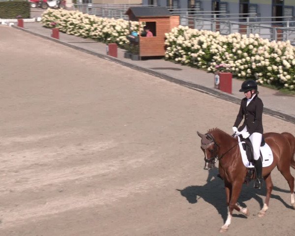 Reitturnier Gerasdorf bei Wien 2023