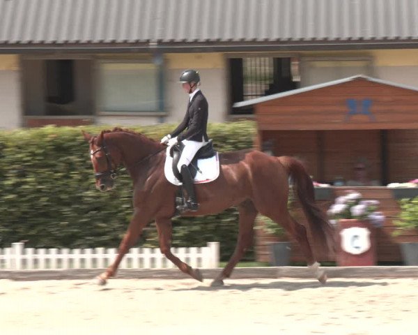Reitturnier Gerasdorf bei Wien 2023