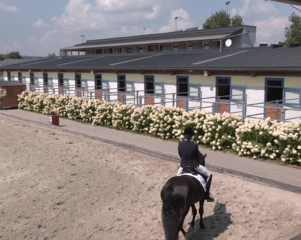 Reitturnier Gerasdorf bei Wien 2023