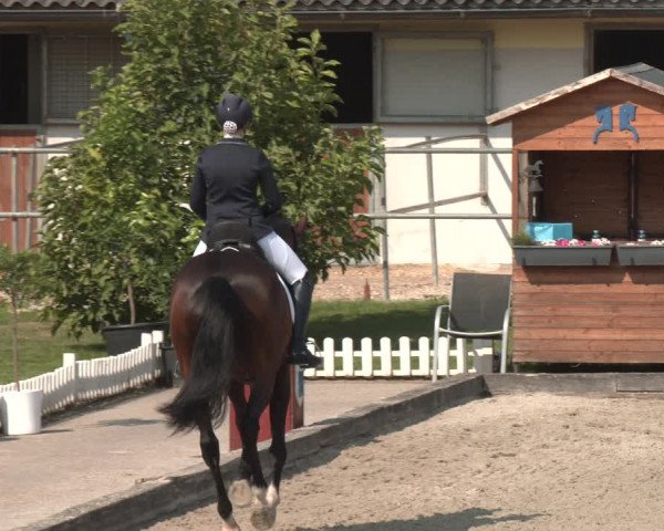 Reitturnier Gerasdorf bei Wien 2023