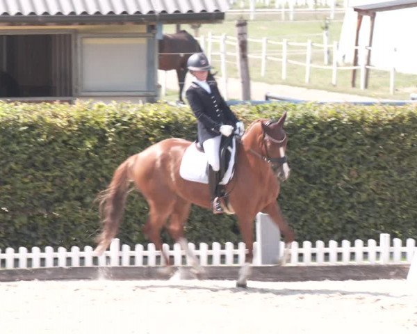 Reitturnier Gerasdorf bei Wien 2023