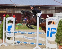 jumper Magic Anton (German Riding Pony, 2017, from FS Maracaibo)