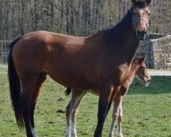 Zuchtstute Ophelie du Murier (Selle Français, 2002, von Desir Du Chateau)