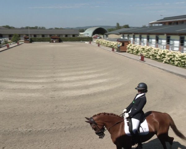 Reitturnier Gerasdorf bei Wien 2023