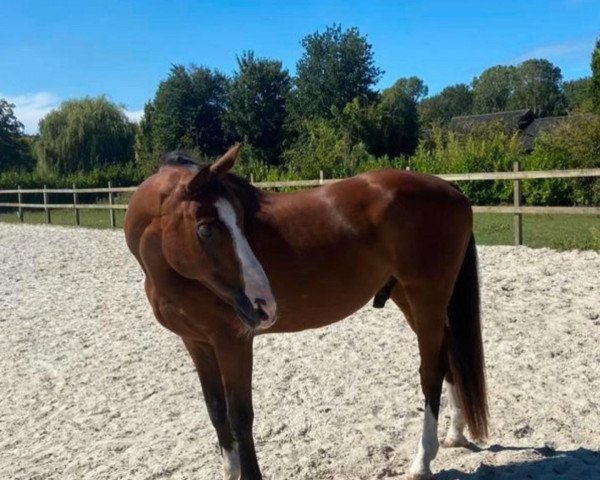 horse Friso (KWPN (Royal Dutch Sporthorse), 2010, from Voltaire)