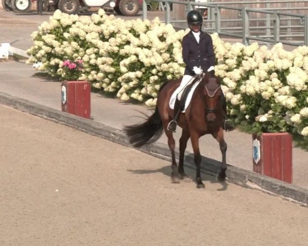 Reitturnier Gerasdorf bei Wien 2023