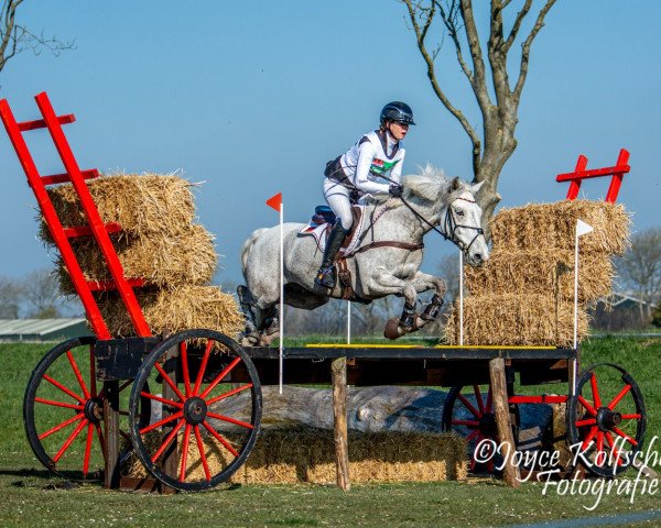 jumper Shannon's Hero (Connemara Pony, 2014, from Shannon Prince)