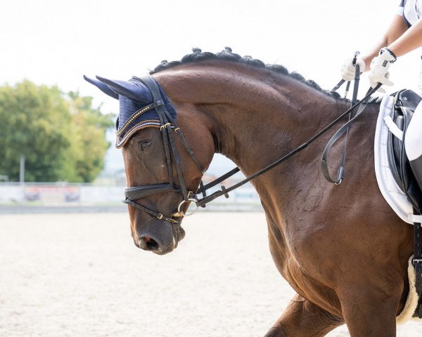 horse So What S (Hanoverian, 2017, from Lemony's Nicket)
