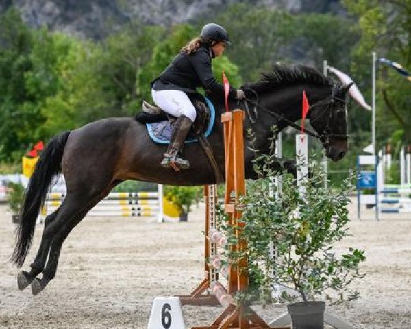 Springpferd Ramiro M (KWPN (Niederländisches Warmblut), 1998)