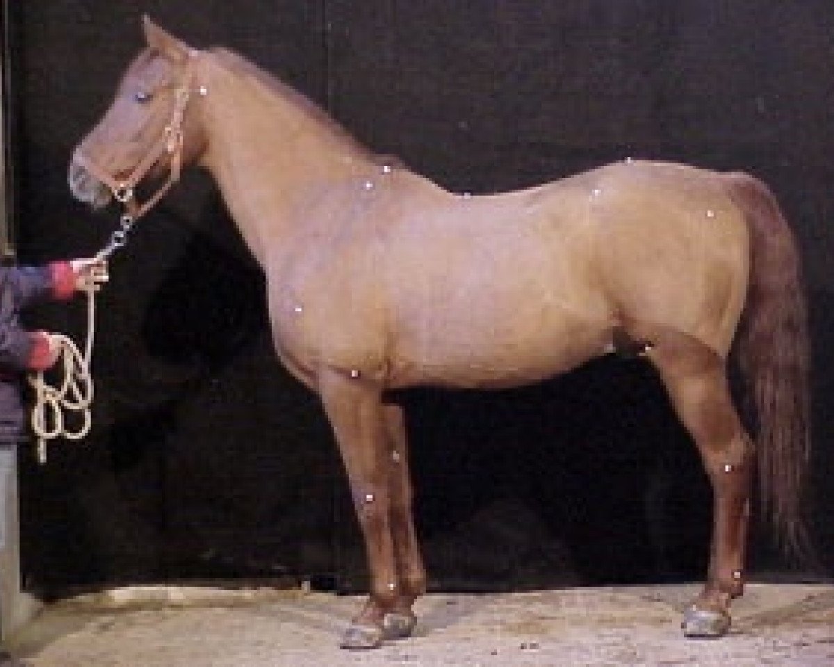 stallion Walid al Fawzan ox (Arabian purebred, 1980, from Fawzan ox)