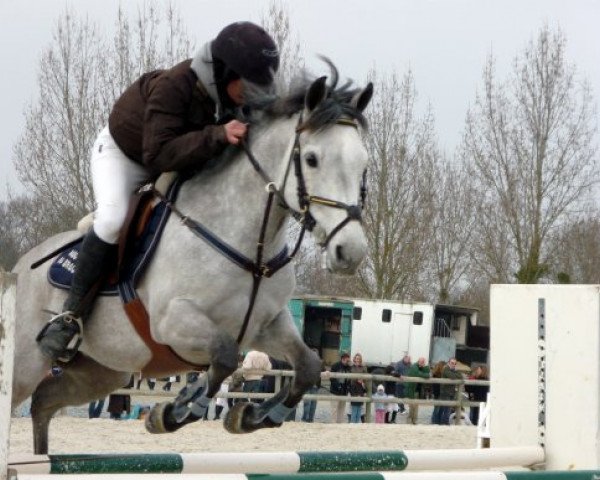 jumper Nabuco du Breuil (French Pony, 2001, from I des Cartes) jumper Nabuco du Breuil (French Pony, 2001, from I des Cartes)