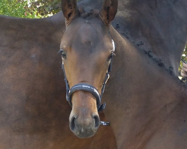 horse Zhenya FK (Westphalian, 2023, from Blue Hors Zackerey)