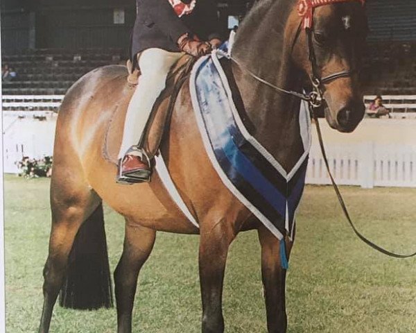 Pferd Lilac Park Saskia (British Riding Pony, 1993, von Lechlade Quince)