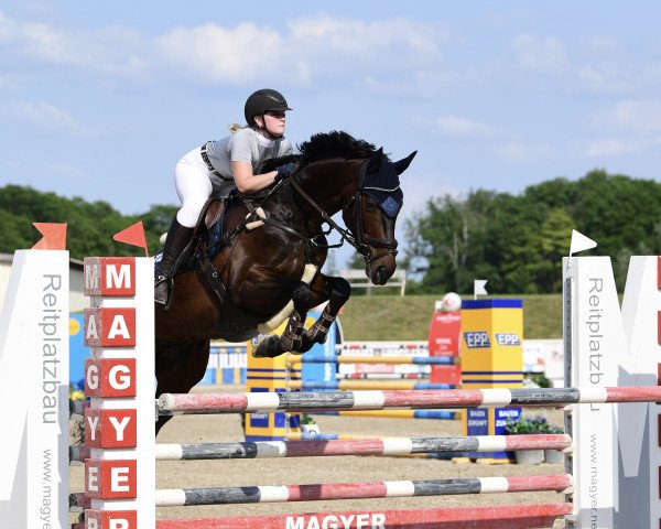 jumper Percy Jackson 16 (Austrian Warmblood, 2011, from Belmondo)