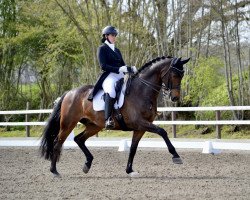 dressage horse Fernet 67 (Westphalian, 2013, from Fürst Grandios)