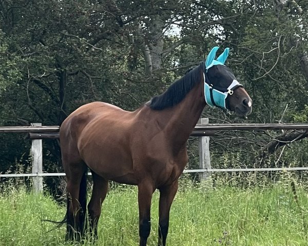 jumper Light of Heaven D (Hanoverian, 2016, from Light my Fire)