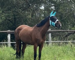 jumper Light of Heaven D (Hanoverian, 2016, from Light my Fire)