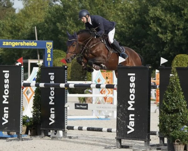 stallion Ustinov Von Der Mittelerde (Oldenburg show jumper, 2016, from Uriko)