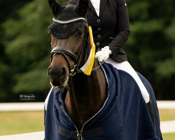 dressage horse Bon Fire 7 (German Sport Horse, 2018, from Bon Coeur)