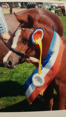 broodmare Trefoil Gipsy (Welsh-Pony (Section B), 2008, from Trefoil Travis)