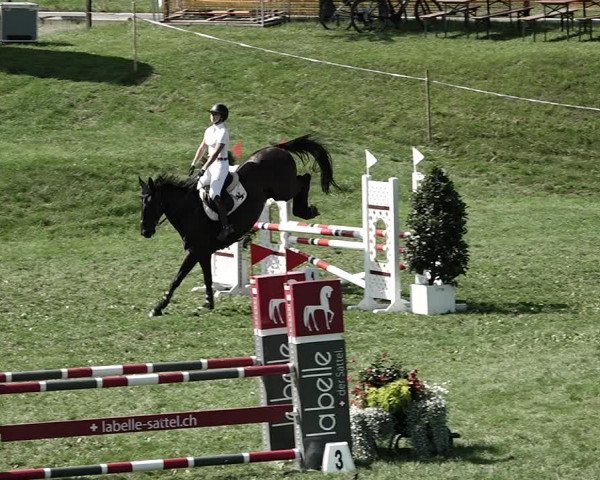 Reitturnier Aadorf 2023