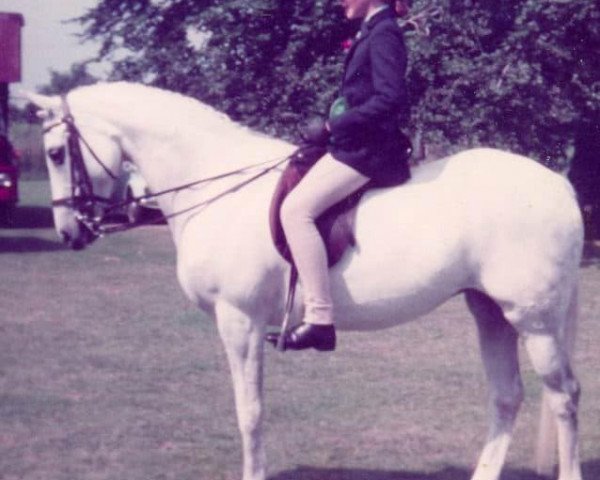 Pferd Cusop Sherry (Arabisches Halbblut / Partbred, 1975, von Bwlch Valentino)