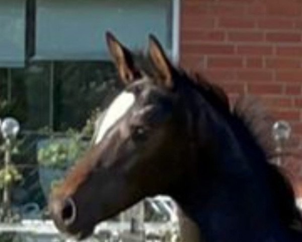 horse Cholmerländer (Trakehner, 2021, from High Motion 2)