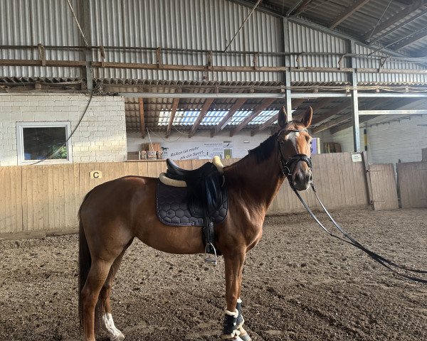 horse Skyline D (Westphalian, 2019, from De Angelo)