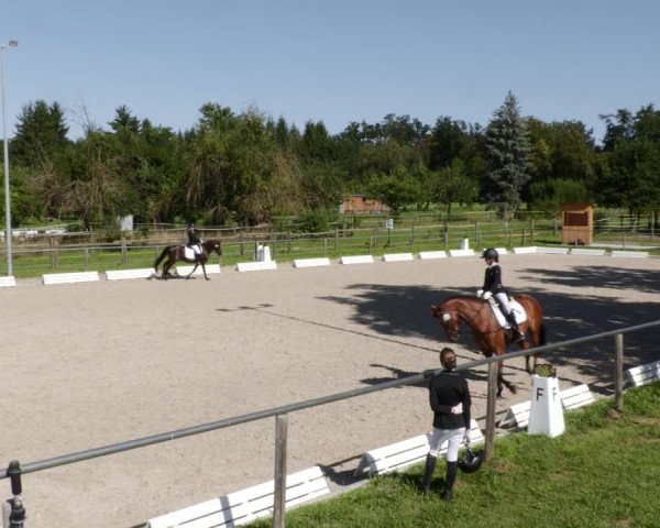 Reitturnier Köngen 2023