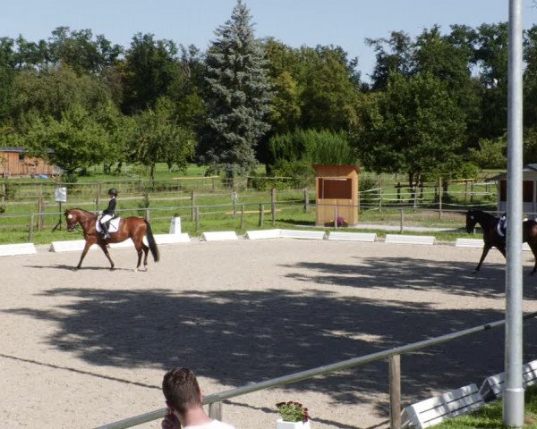 Reitturnier Köngen 2023