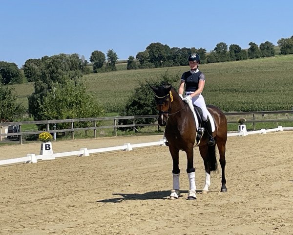 dressage horse Encanto 8 (Oldenburg, 2019, from Erdinger)