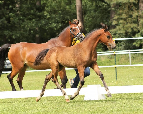 horse Hermine HW (Welsh-Pony (Section B), 2023, from Halifax)