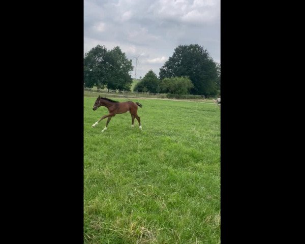 Video of Benito