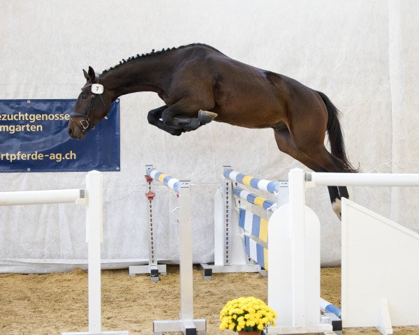 Springpferd Aarhof's Cinque Pi CH (Schweizer Warmblut, 2019)