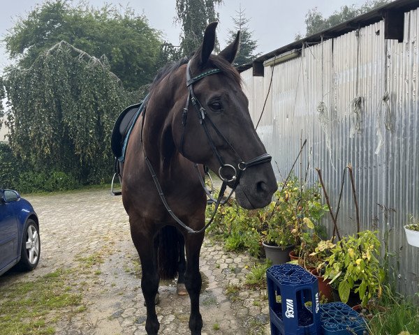 Dressurpferd Dante Surpreme W (Oldenburger, 2012, von Dante Weltino Old)