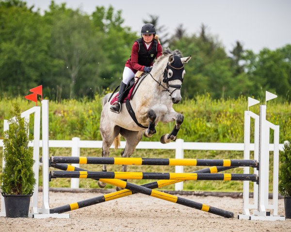 Springpferd Cascadina K CH (Schweizer Warmblut, 2016, von Coronino)